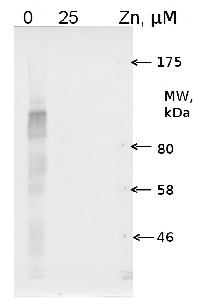 ZCP2 | Zinc Chaperone Protein in the group Antibodies Plant/Algal / Environmental Stress / Heavy metal stress at Agrisera AB (Antibodies for research) (AS12 1848)